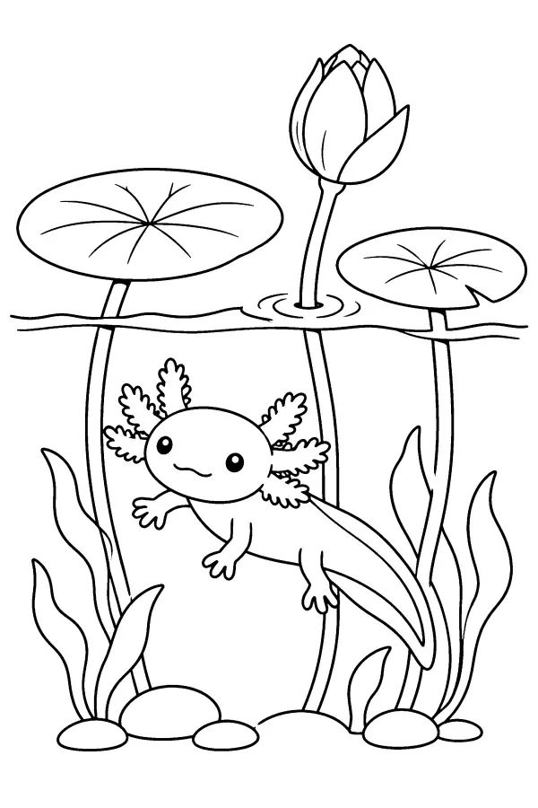 Axolotl In Lotus Pond