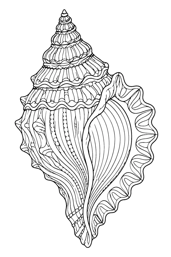 Ornate Conch Shell