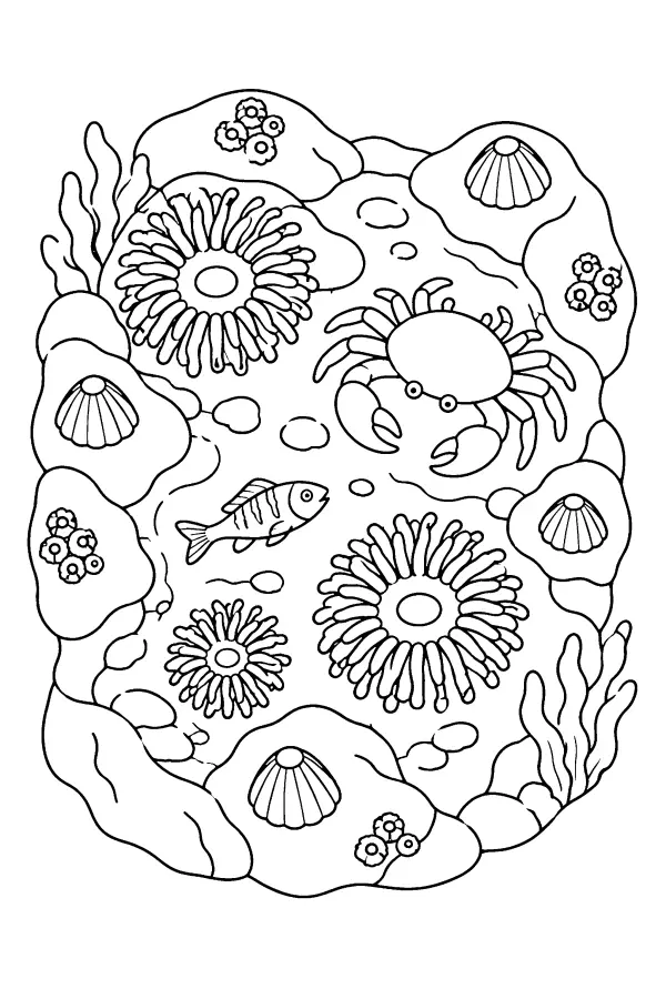 Rock Pool Scene