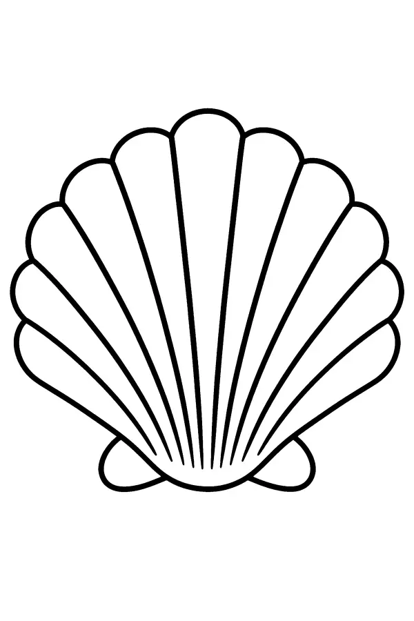 Scallop Shell