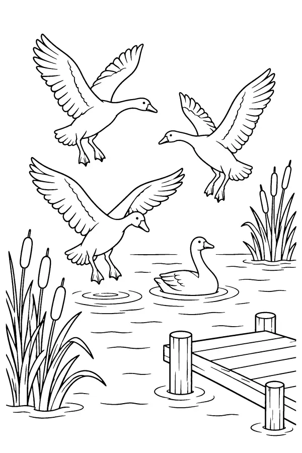 Landing Geese