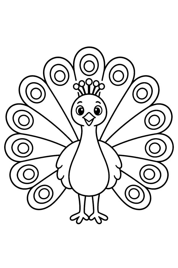 Peacock Display