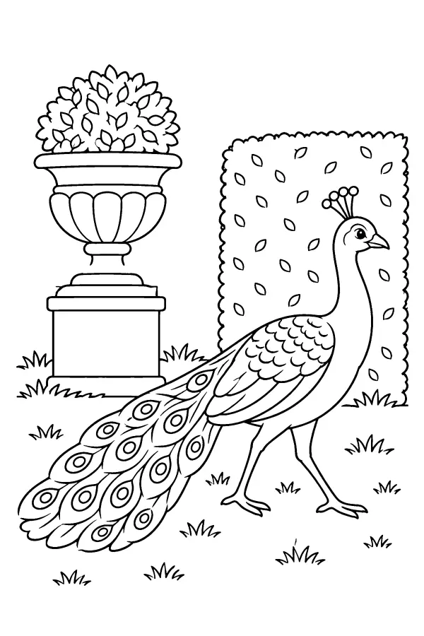 Peacock In The Garden