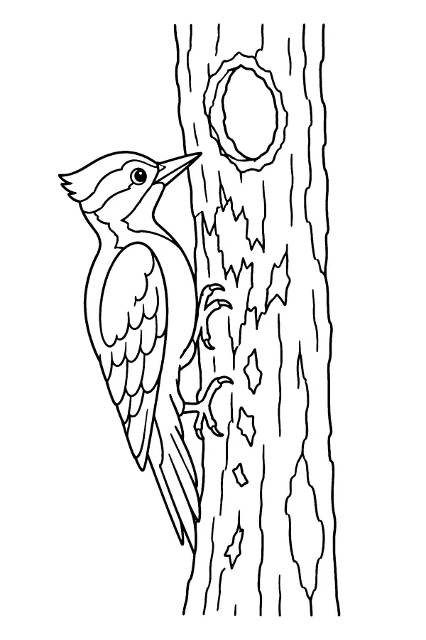 Woodpecker At The Trunk
