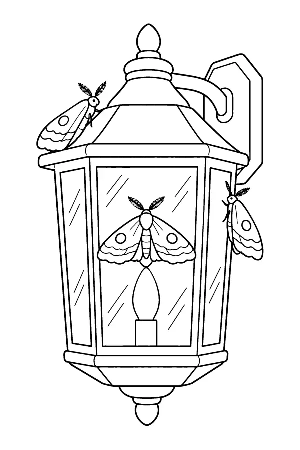 Moths On Lantern