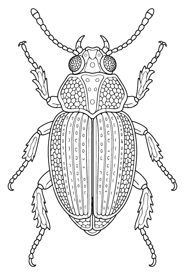 Ridged Beetle Study