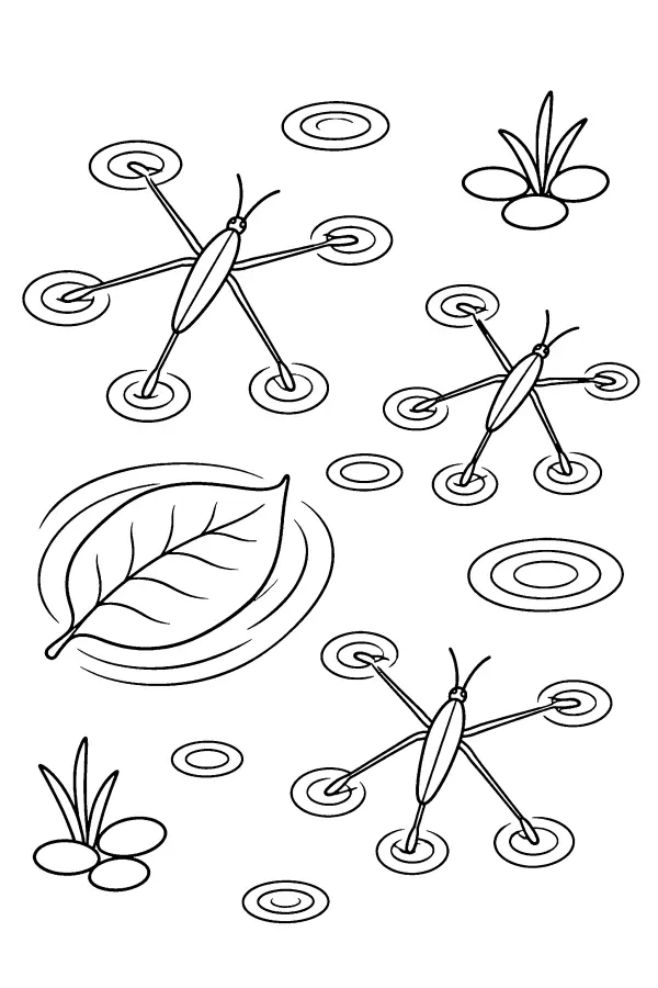 Water Striders On Pond