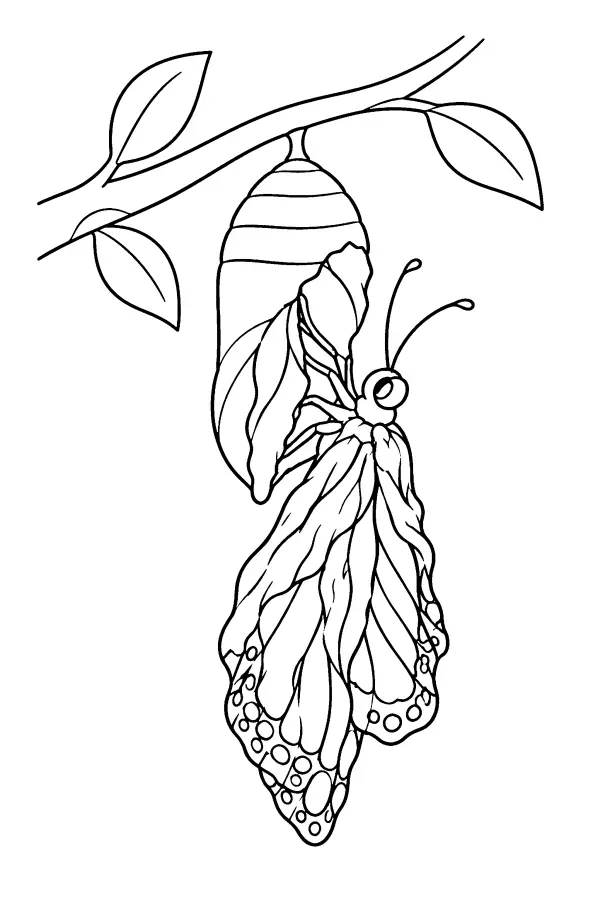 Dessin à colorier d’un papillon sortant de sa chrysalide