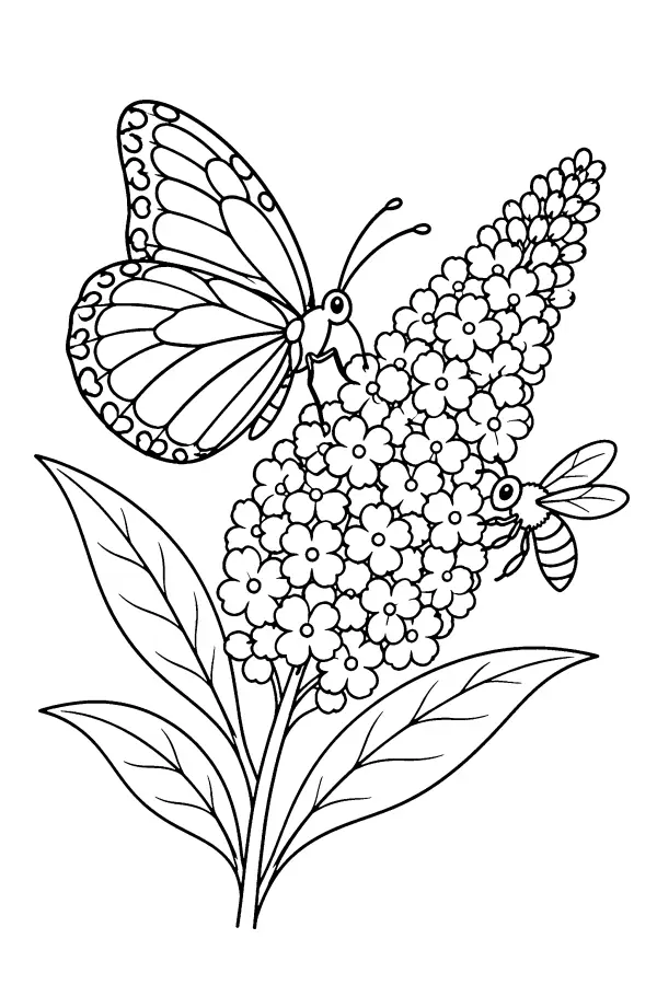 Dessin à colorier d’un papillon sur un buddléia