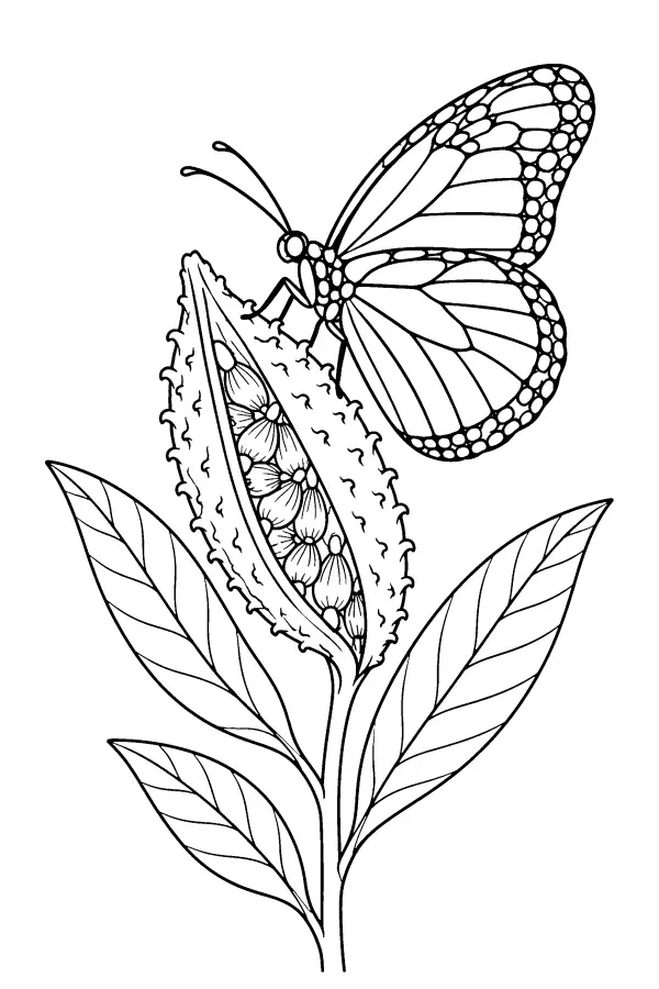 Coloriage d’un papillon sur une asclépiade