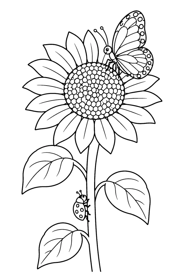 Coloriage d’un papillon sur un tournesol