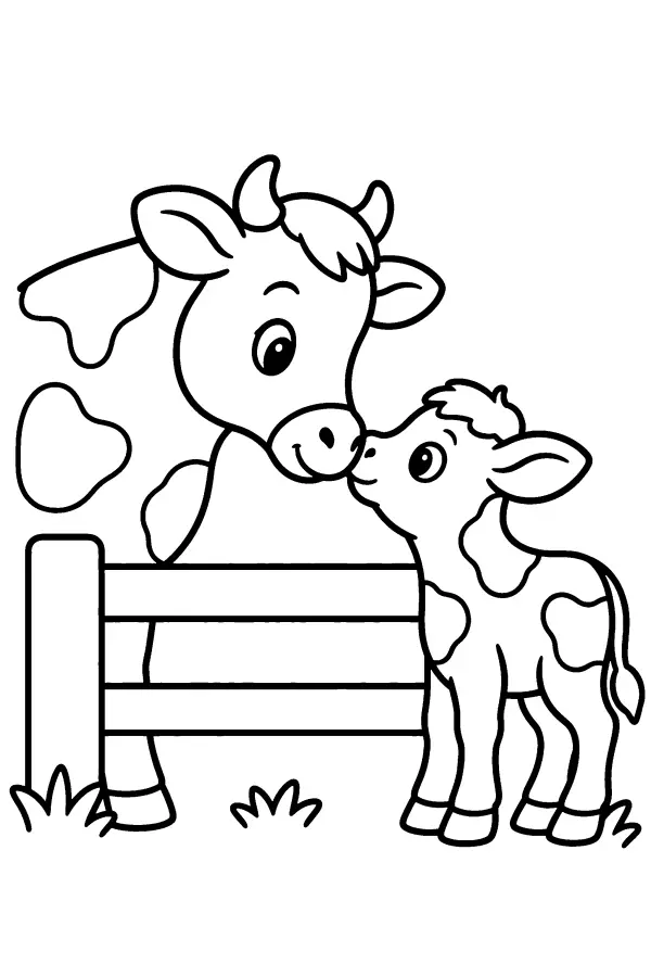 Cow And Calf