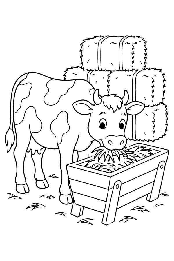 Cow At Hay Feeder