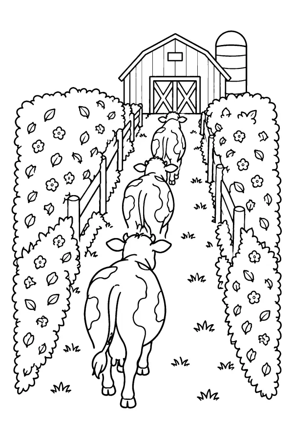 Cows On The Lane