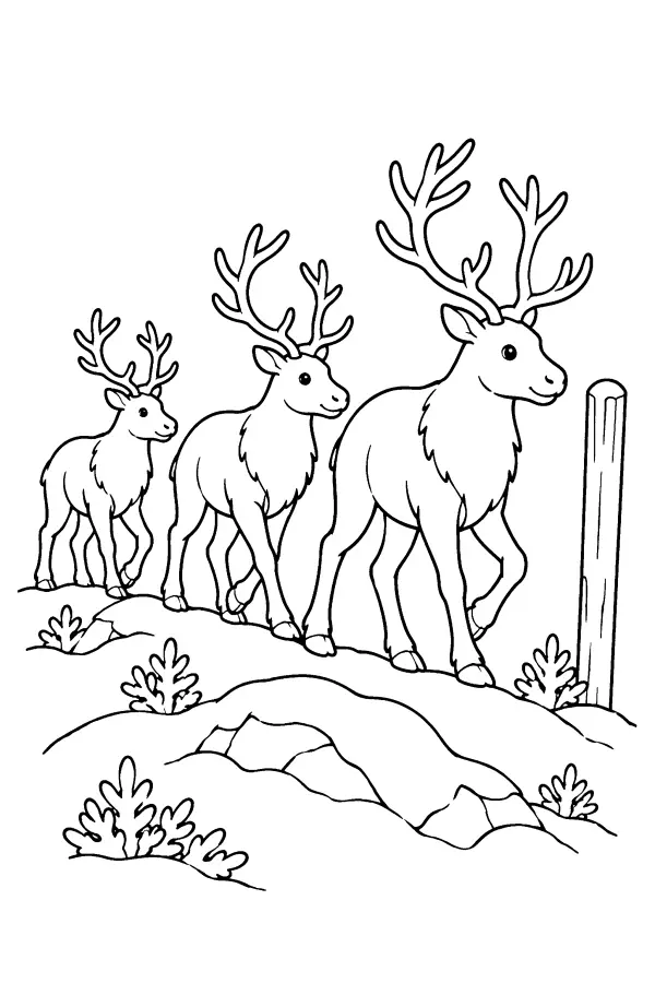 Reindeer On Ridge