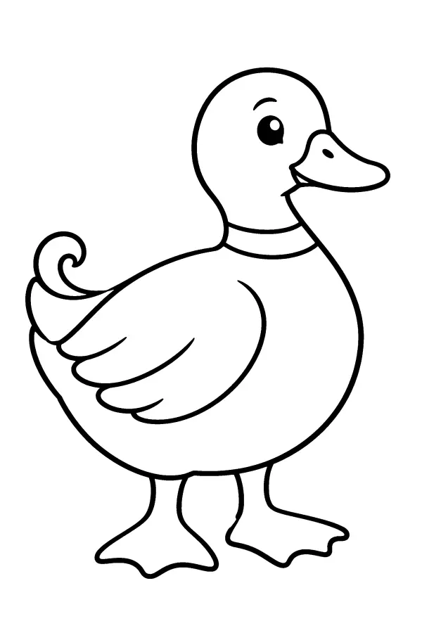 Curled Tail Duck