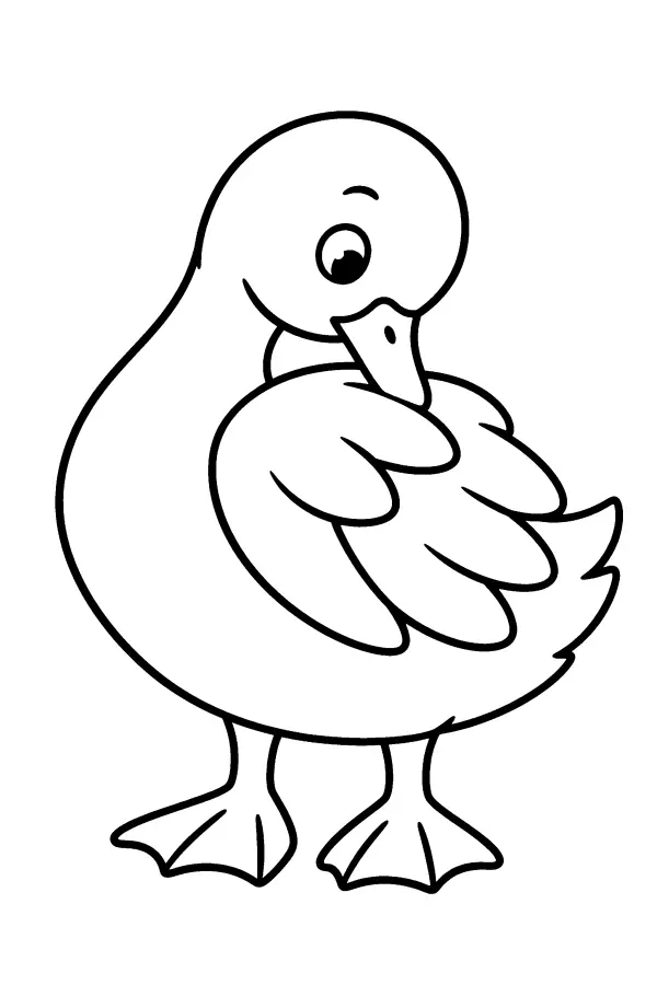 Preening Duck