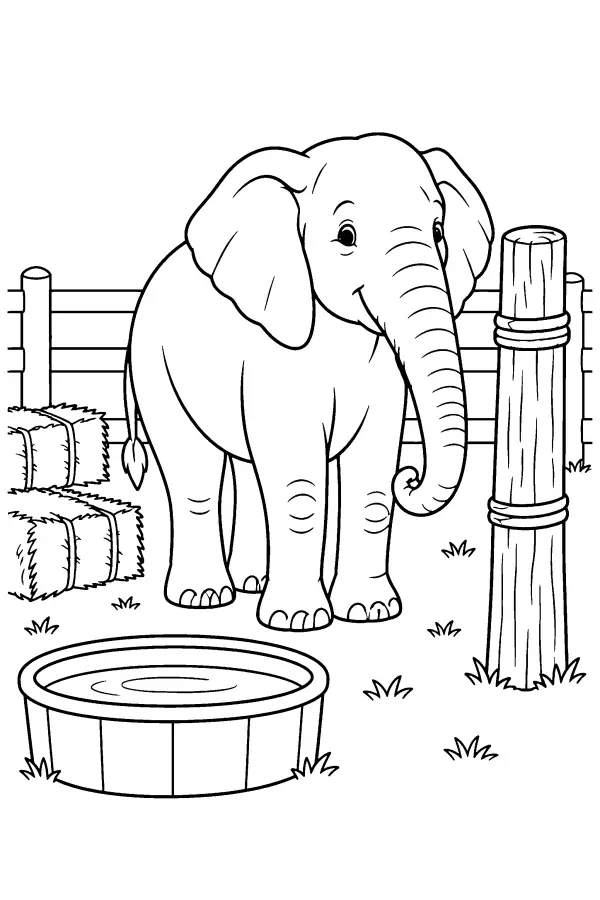 Elephant In Sanctuary