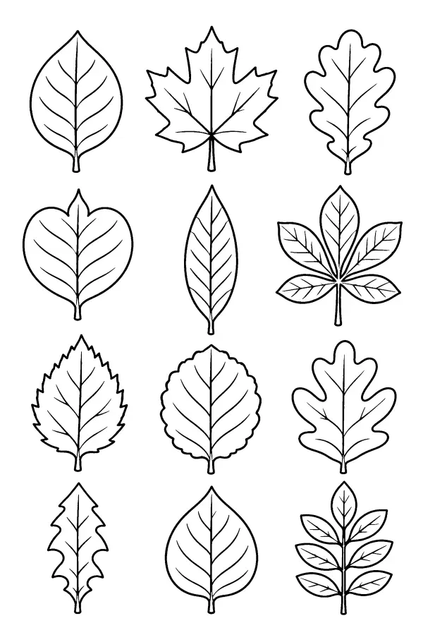 Leaf Shape Chart