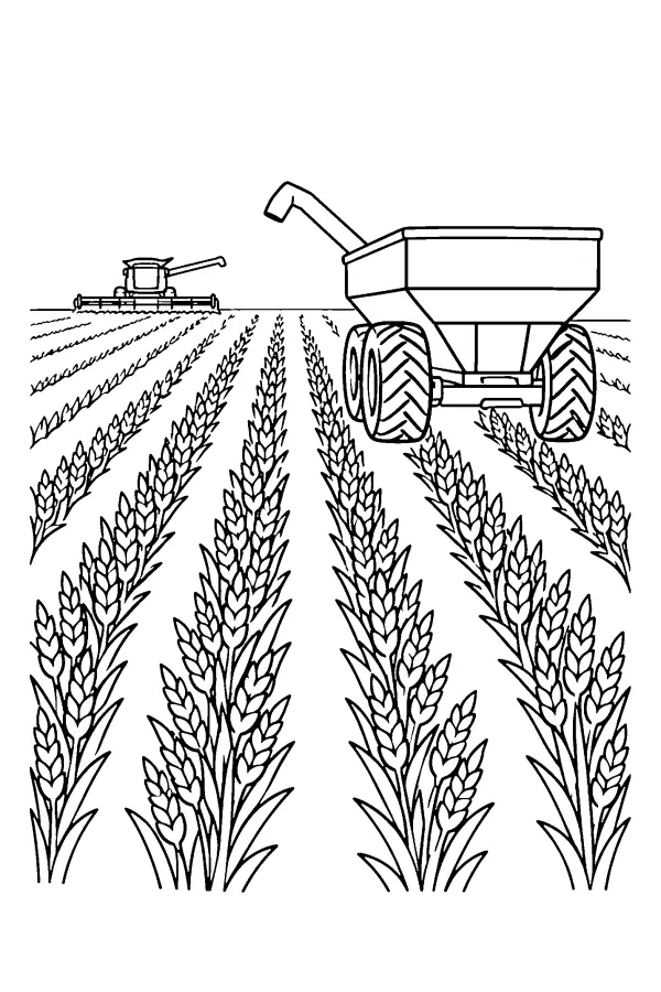 Wheat Field Harvest