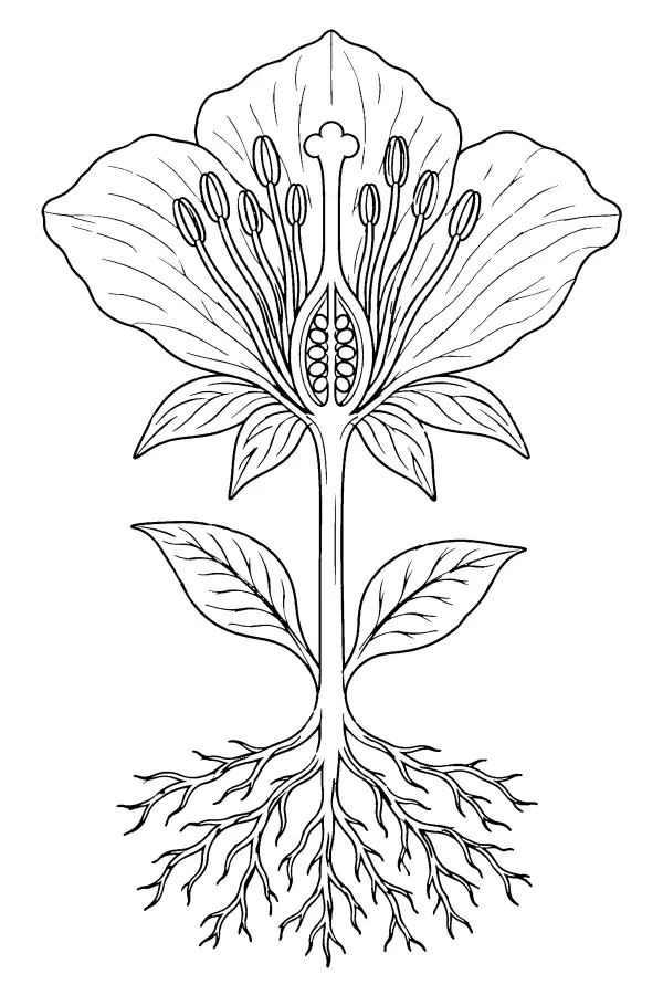 Coloriage de l’anatomie d’une fleur en coupe détaillée