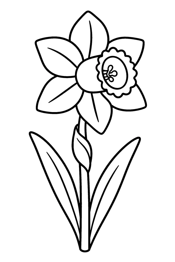 Coloriage facile d’une jonquille en fleur