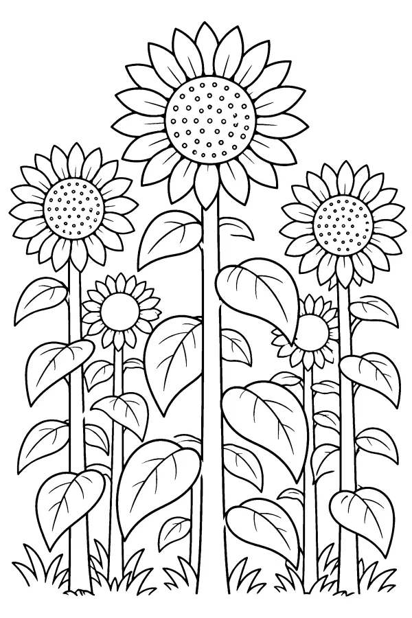 Coloriage de grandes fleurs de tournesol