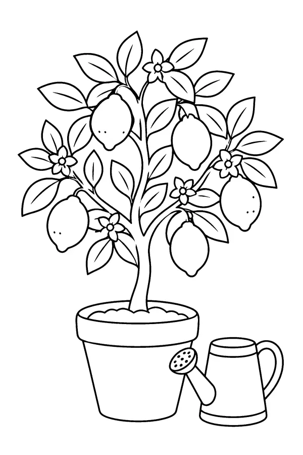 Potted Lemon Tree