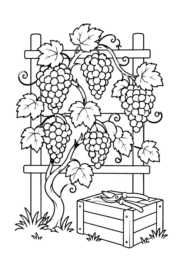 Vineyard Trellis