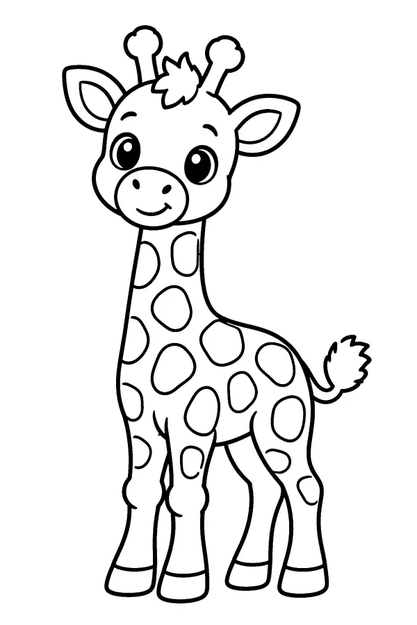 Baby Giraffe