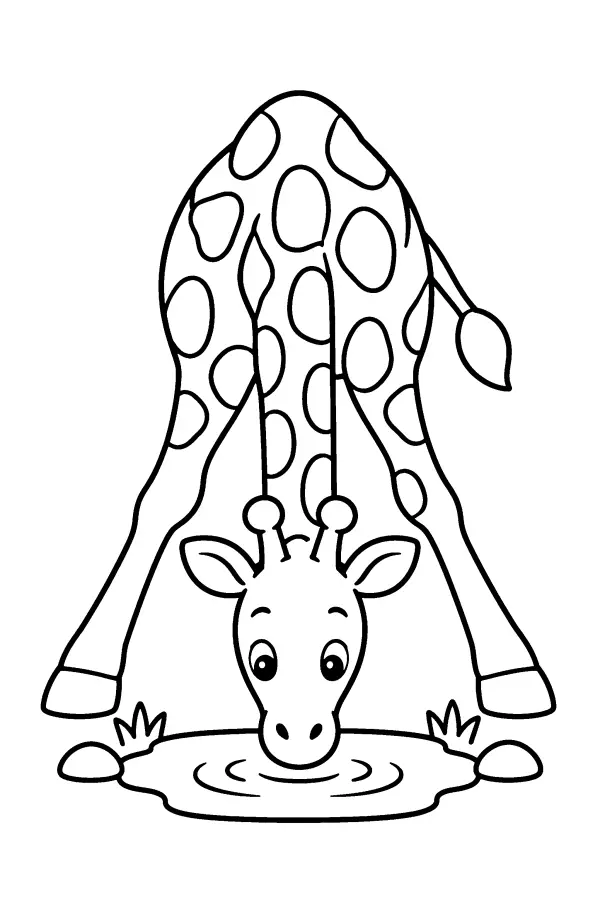 Drinking Giraffe