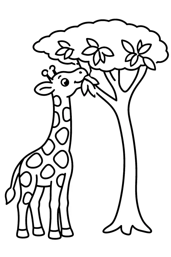 Giraffe And Acacia
