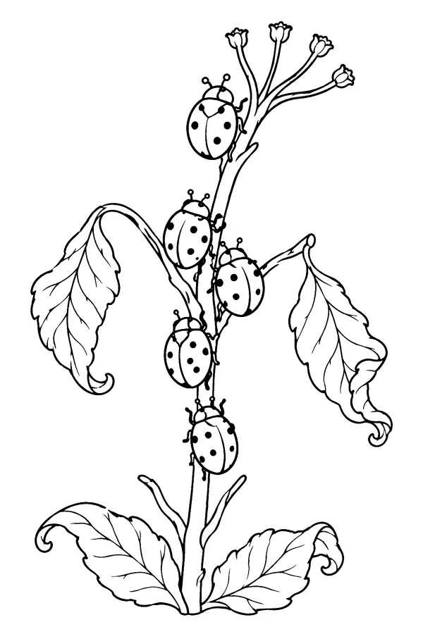 Ladybug Autumn Stem