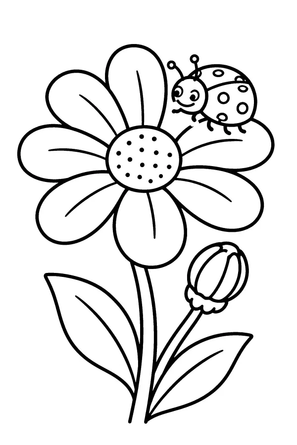Ladybug On Daisy