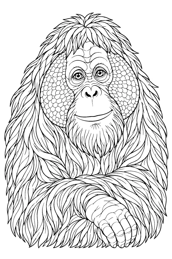 Orangutan Portrait