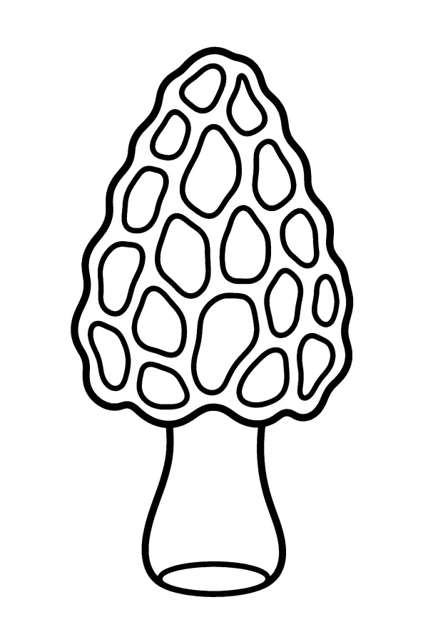 Pitted Morel Mushroom