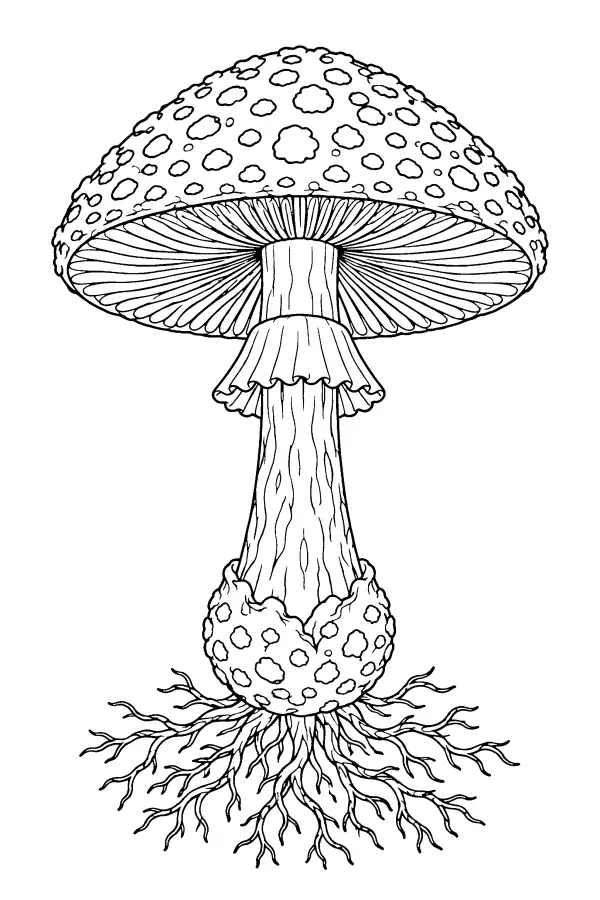 Rooted Toadstool Study