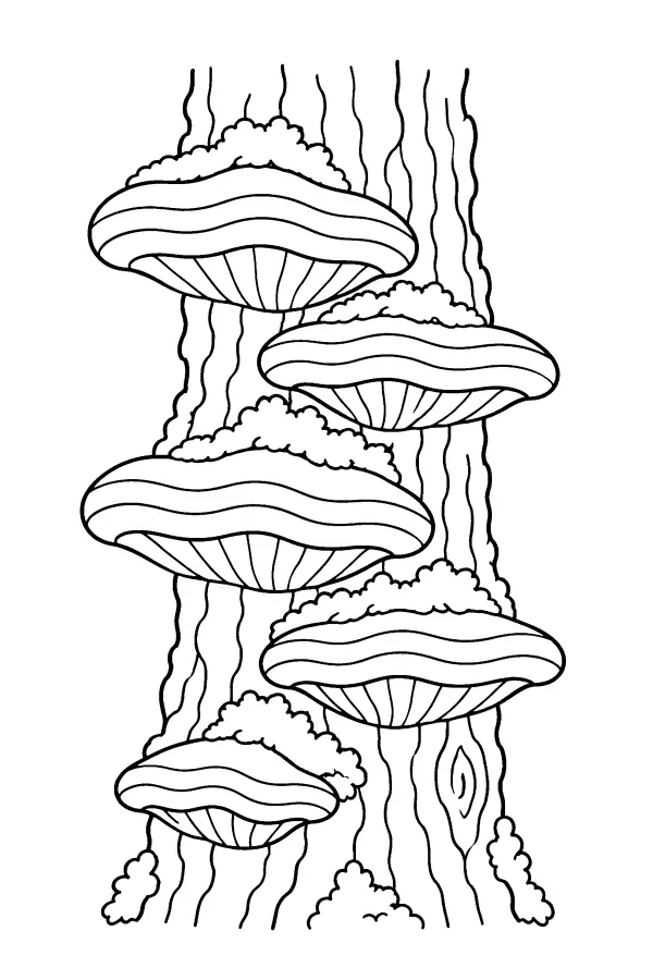 Stacked Shelf Mushrooms