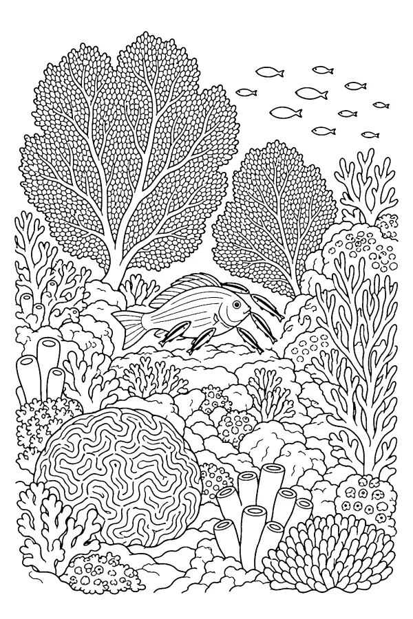 Coral Garden Reef
