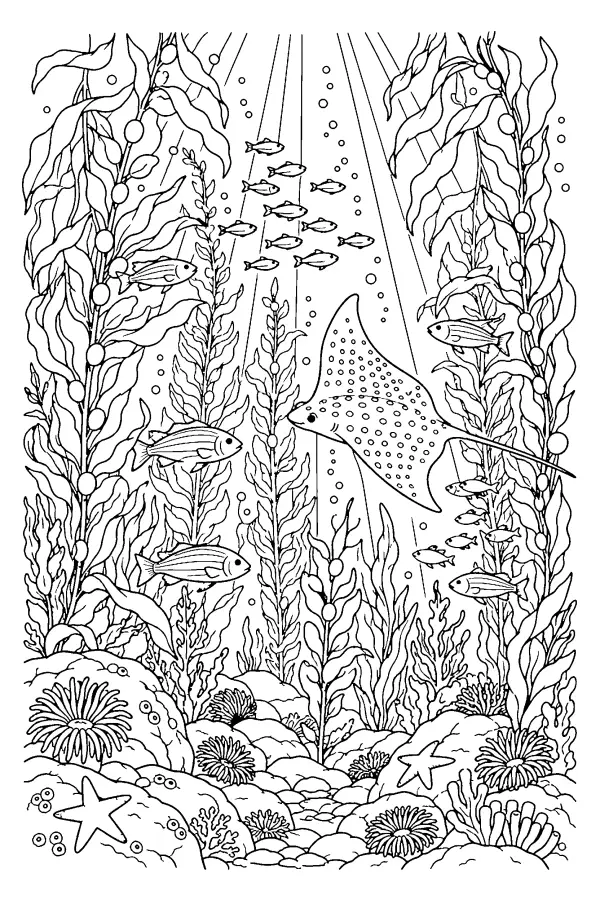Kelp Forest Ray