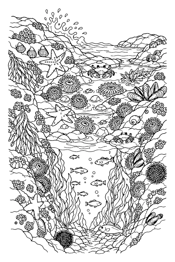 Rocky Shore Cutaway