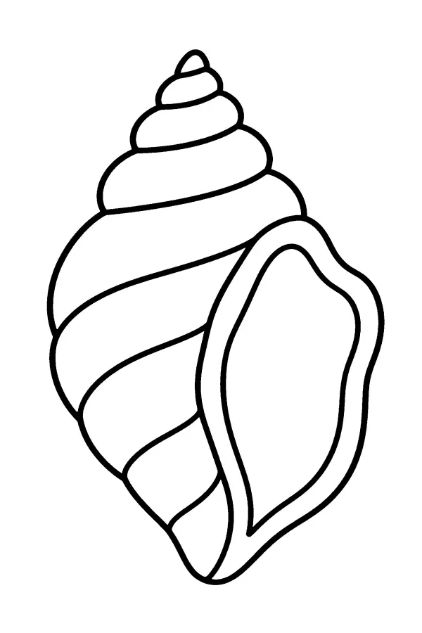 Spiral Conch Shell