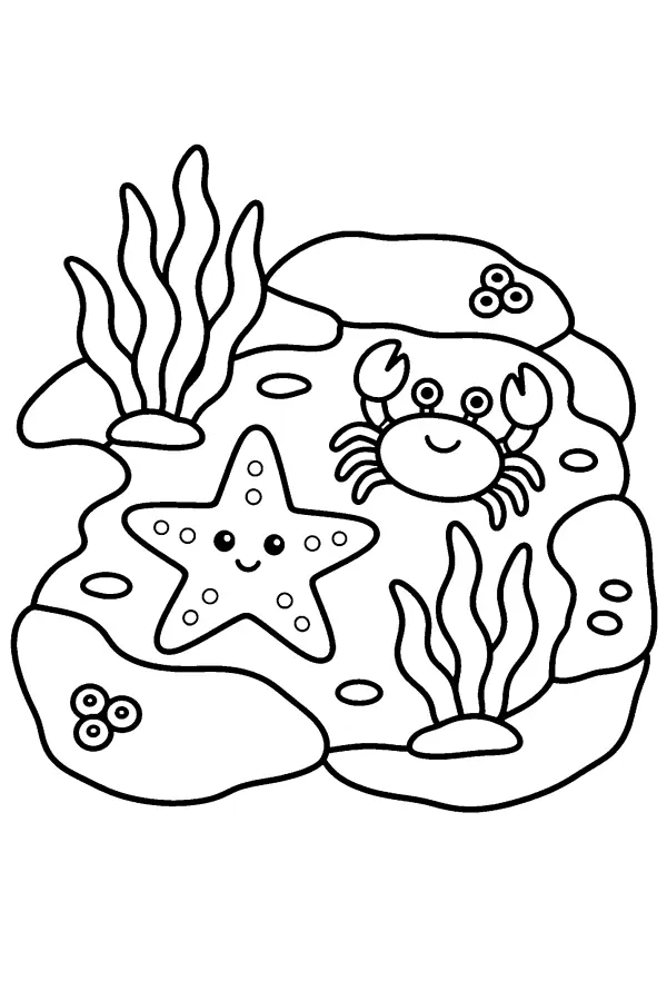 Tide Pool Friends