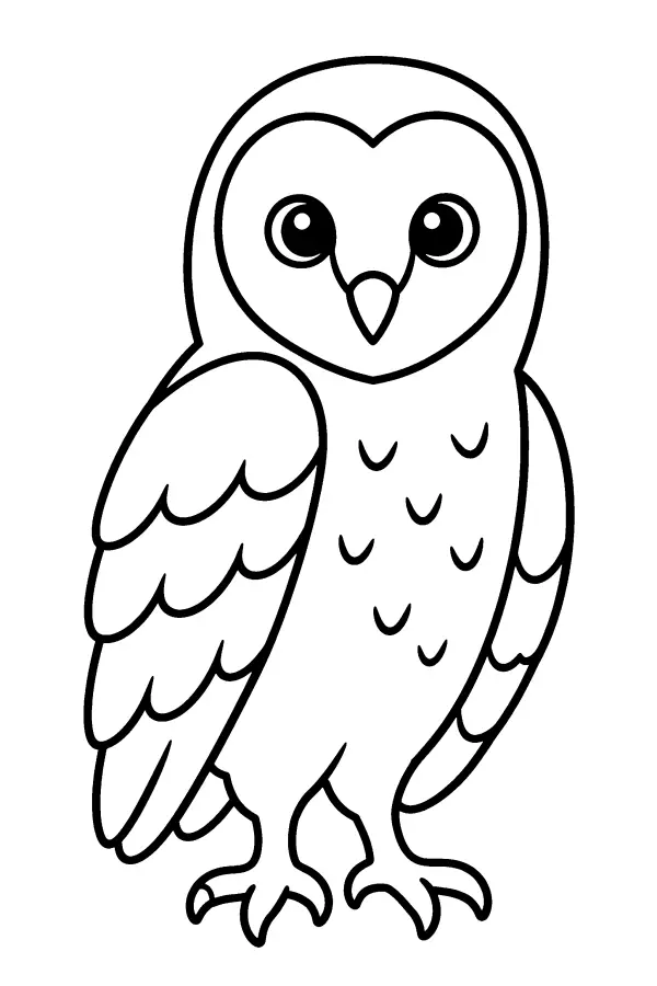 Barn Owl Portrait