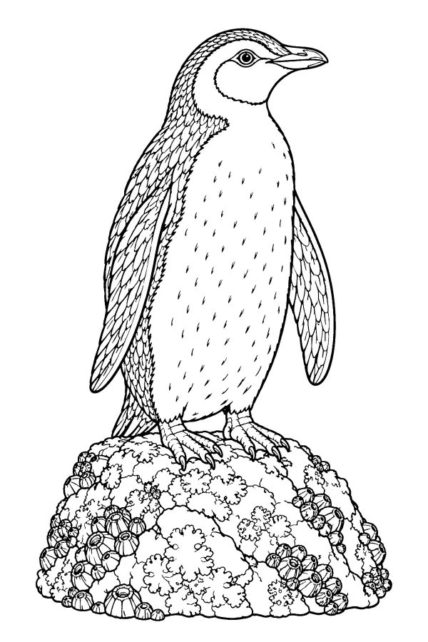 Penguin On Lichen Rock