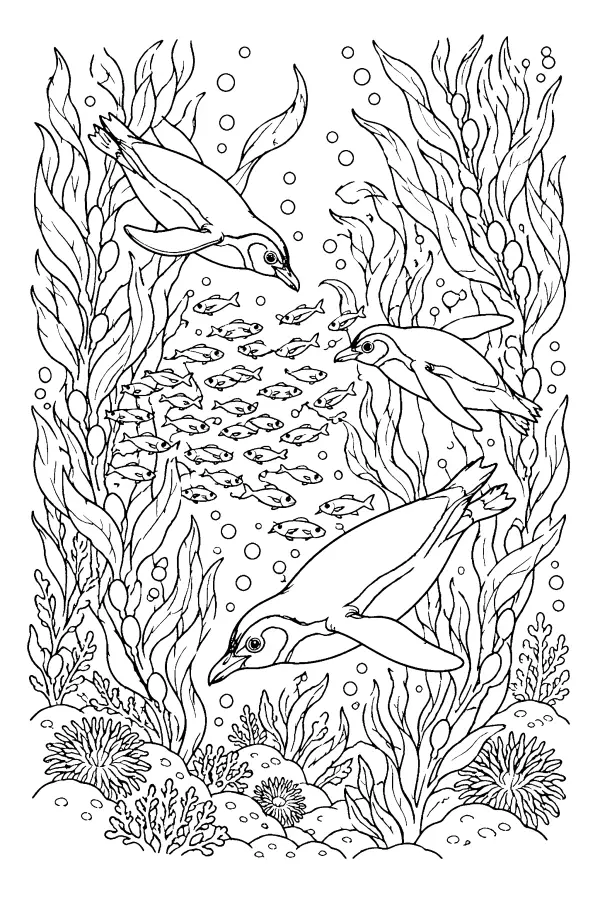 Penguins In Kelp