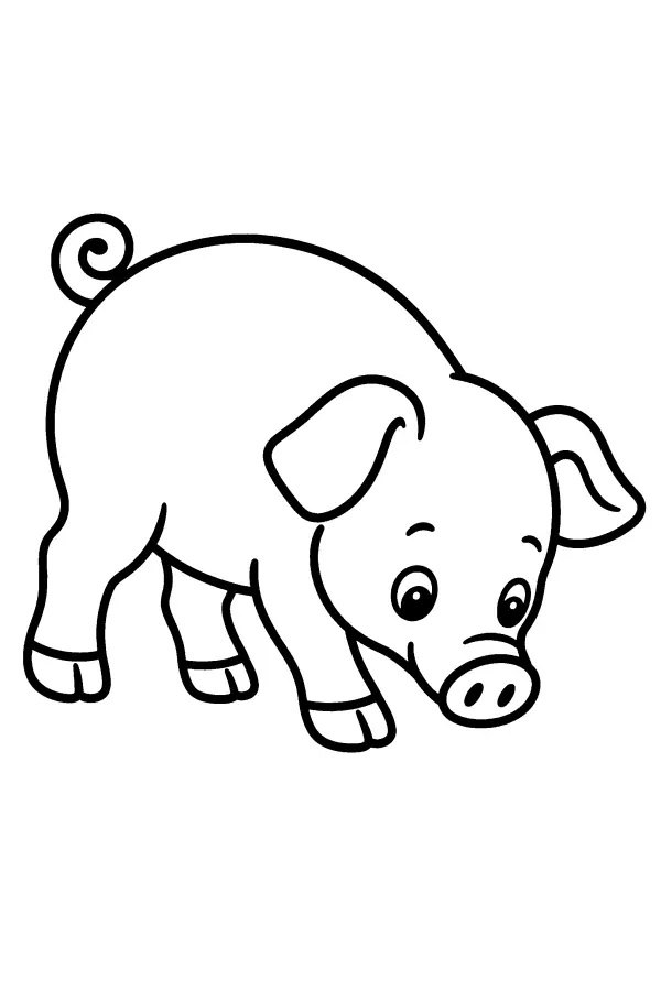 Sniffing Pig