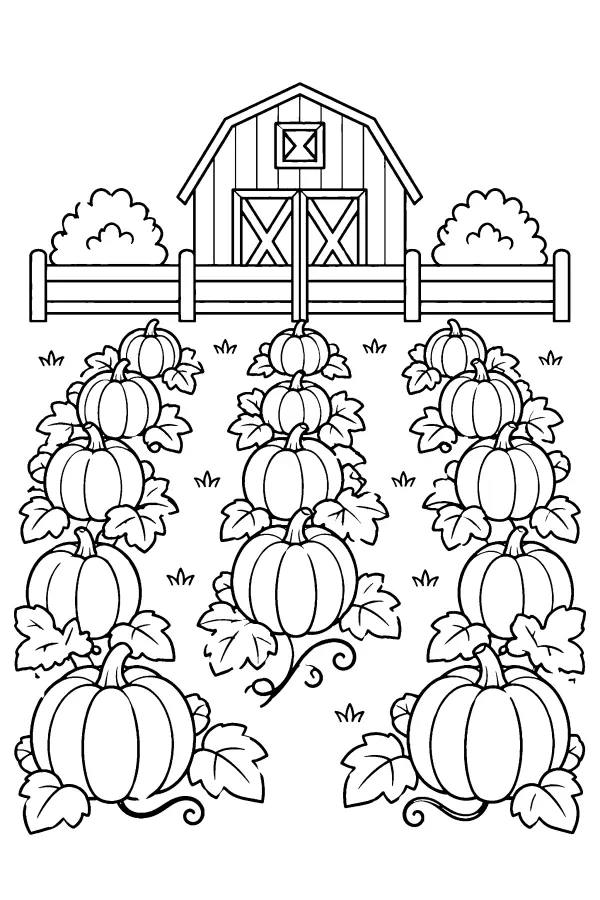 Pumpkin Patch Rows