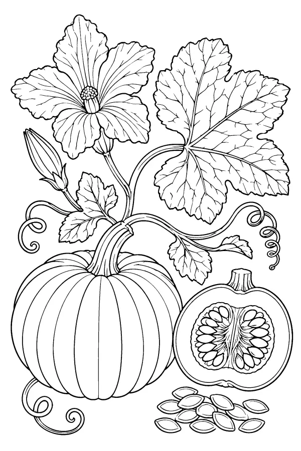 Pumpkin Plant Study