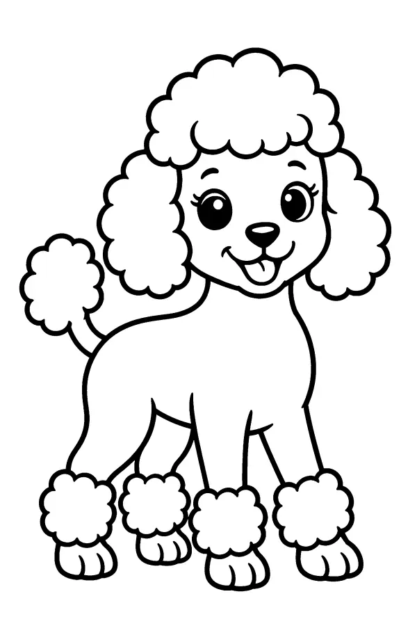 Curly Poodle Pup